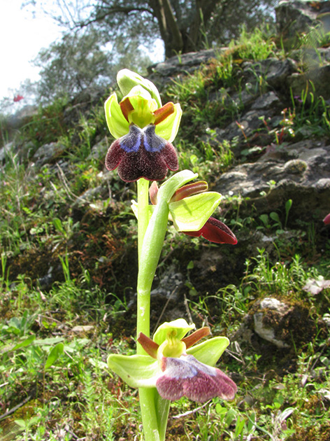 Ophrys di Lesbo (Grecia)