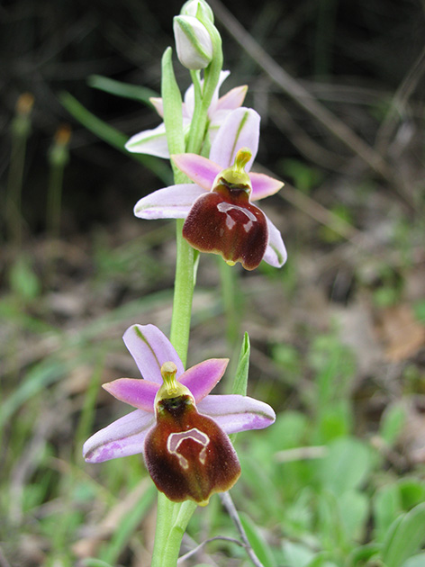 Ophrys di Lesbo (Grecia)