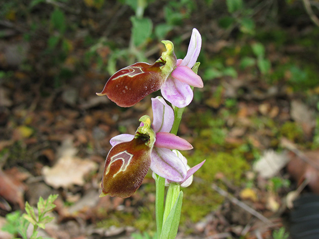 Ophrys di Lesbo (Grecia)