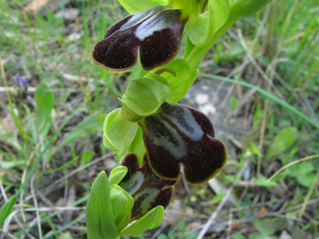 Ophrys di Lesbo (Grecia)