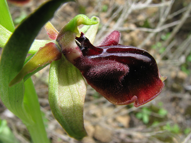 Ophrys di Lesbo (Grecia)