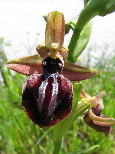 Ophrys di Lesbo (Grecia)