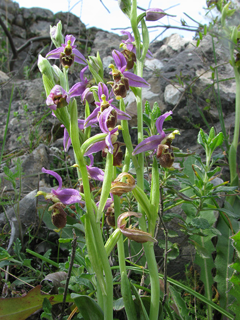 Ophrys di Lesbo (Grecia)