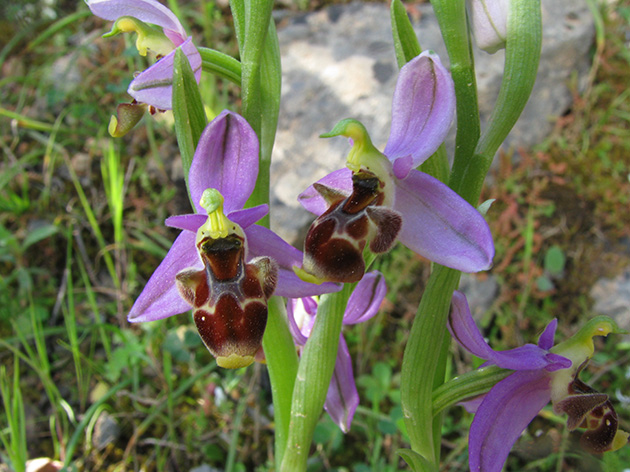 Ophrys di Lesbo (Grecia)