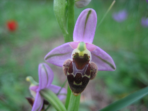 Ophrys di Lesbo (Grecia)