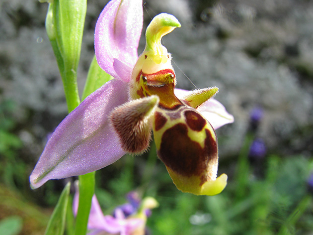 Ophrys di Lesbo (Grecia)