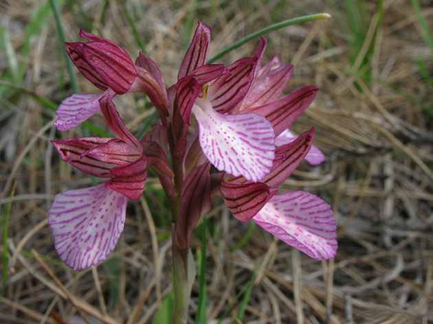 Orchidee di Lesbos - seguito