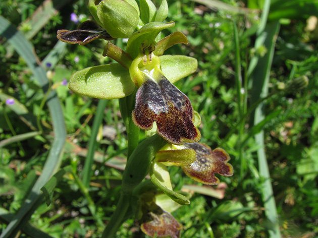 Ophrys di Lesbo (Grecia)