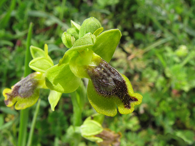 Ophrys di Lesbo (Grecia)