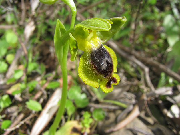 Ophrys di Lesbo (Grecia)