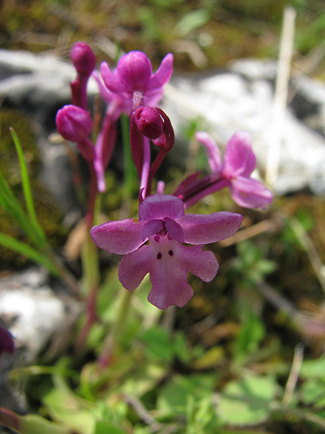 Orchidee di Lesbos - seguito