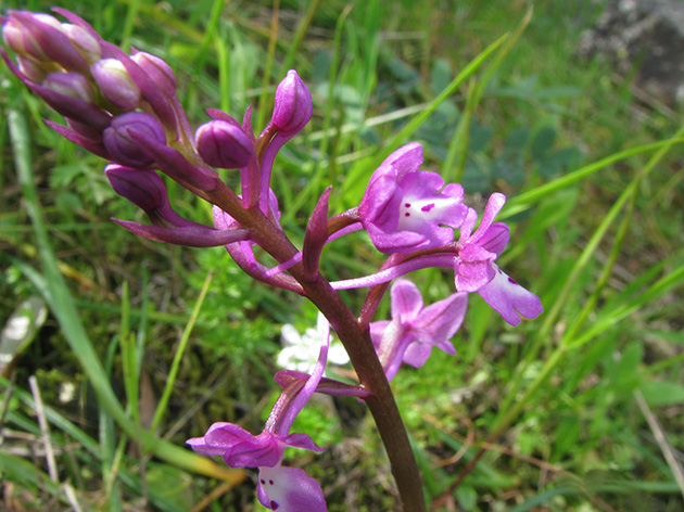 Orchidee di Lesbos - seguito