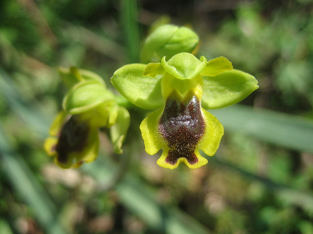 Ophrys di Lesbo (Grecia)