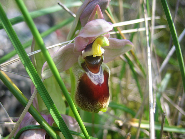 Ophrys di Lesbo (Grecia)