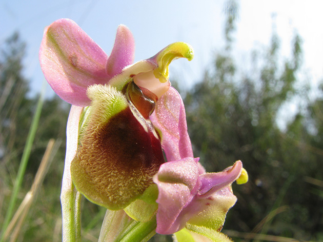 Ophrys di Lesbo (Grecia)