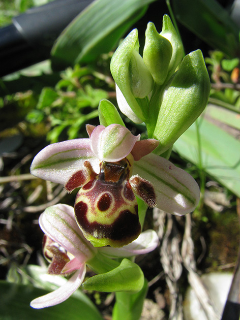 Ophrys di Lesbo (Grecia)