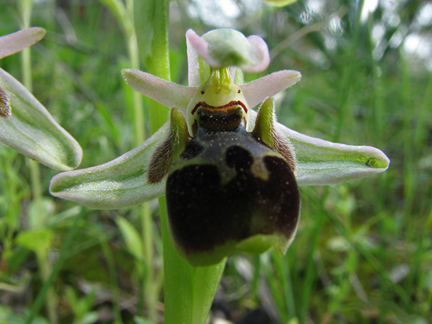 Ophrys di Lesbo (Grecia)