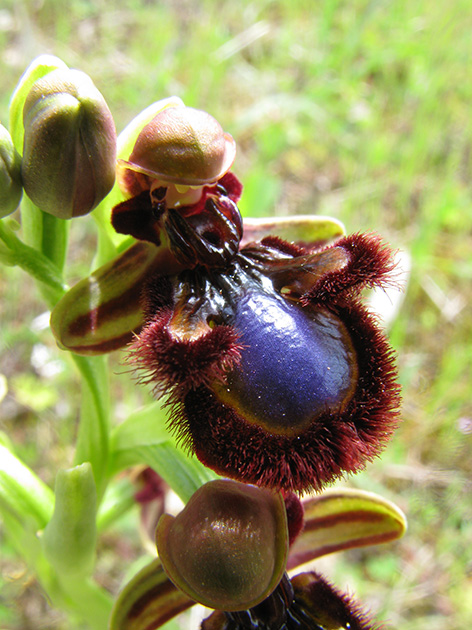 Ophrys di Lesbo (Grecia)