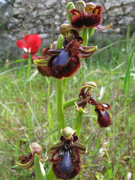 Ophrys di Lesbo (Grecia)