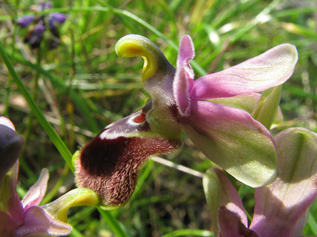 Ophrys di Lesbo (Grecia)