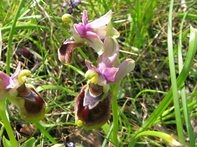 Ophrys di Lesbo (Grecia)