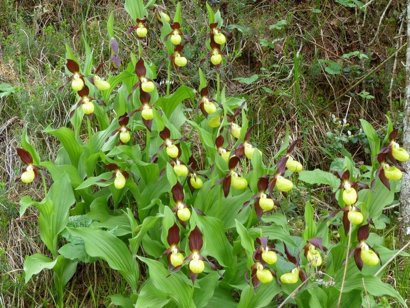 Cypripedium calceolus