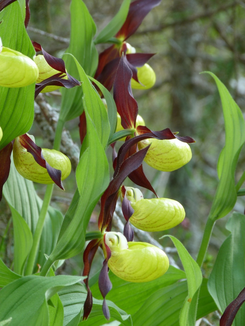 Cypripedium calceolus