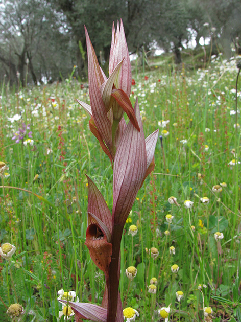 Orchidee di Lesbos - seguito