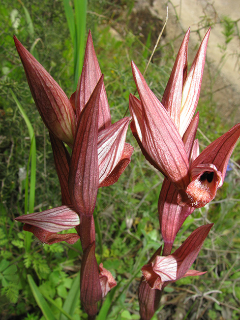 Orchidee di Lesbos - seguito