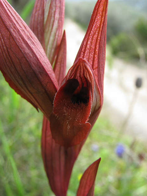 Orchidee di Lesbos - seguito