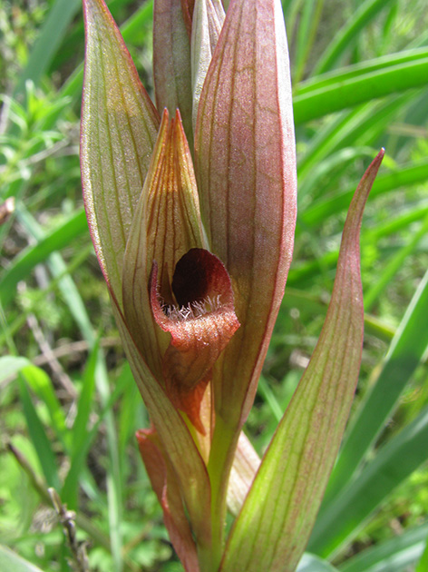 Orchidee di Lesbos - seguito