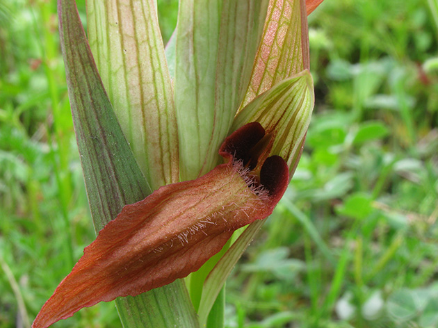 Orchidee di Lesbos - seguito