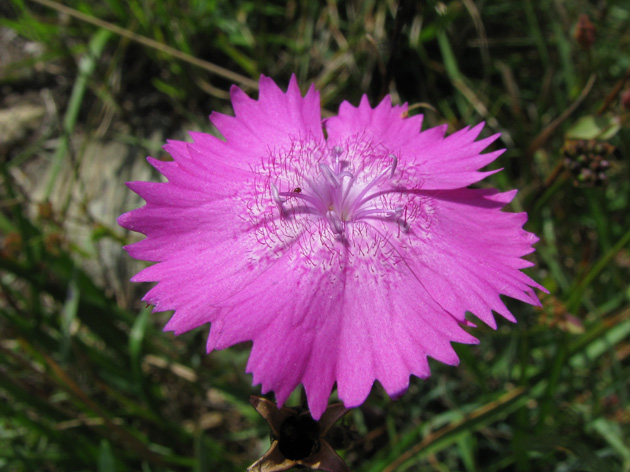 Dianthus seguieri