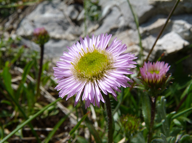 Erigeron alpinus