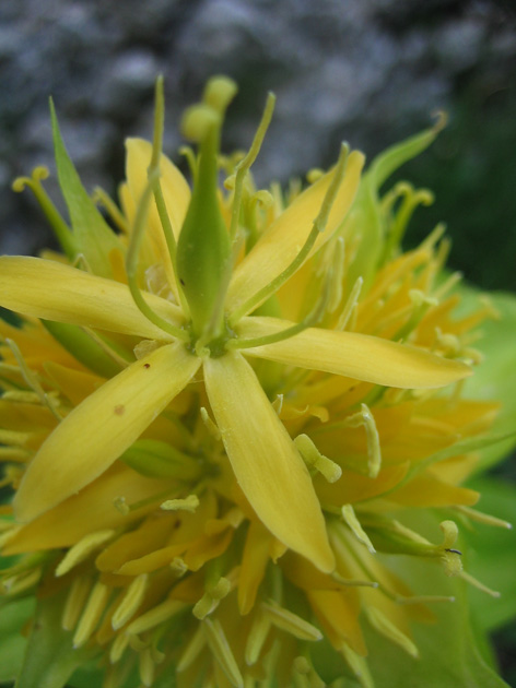 Gentiana lutea