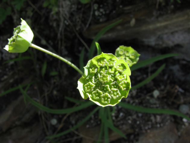 Bupleurum stellatum