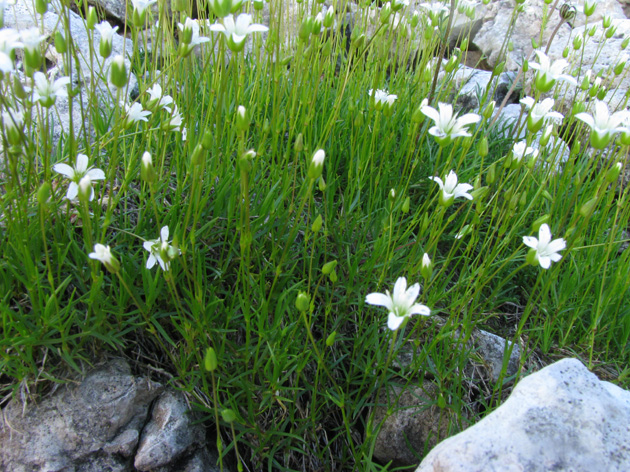 Minuartia austriaca