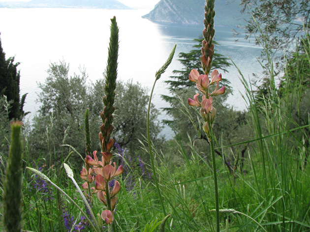 Onobrychis viciifolia (Fabaceae)