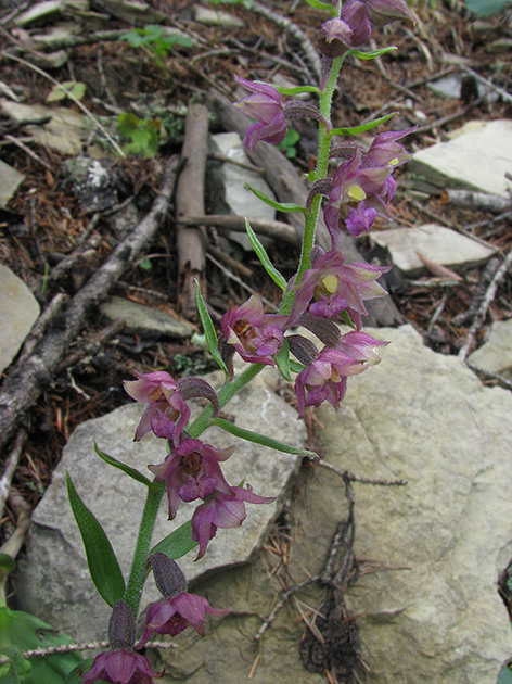 Epipactis atrorubens