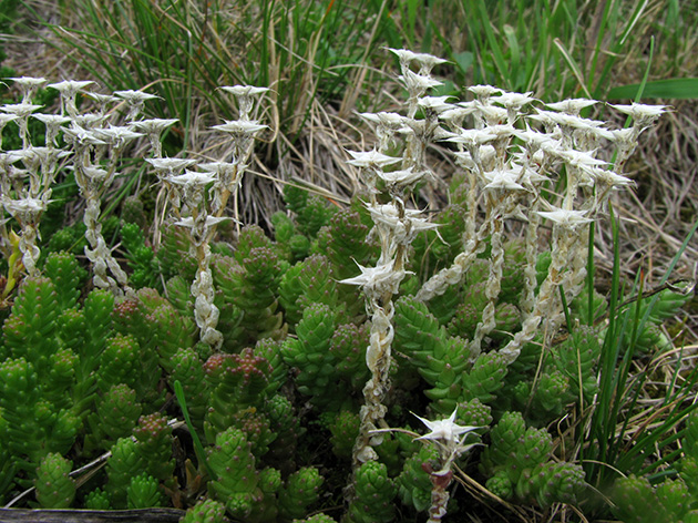 Sedum sexangulare