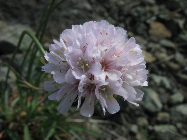 Armeria sp.