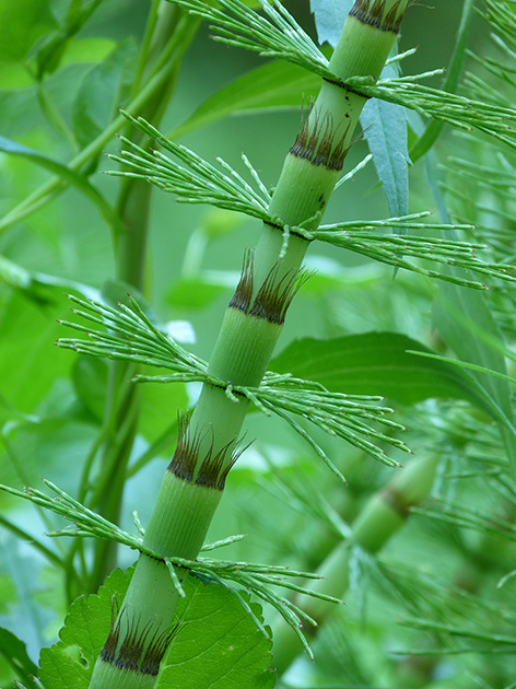 Equisetum telmateia