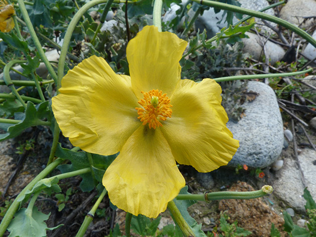 Tra i ciotoli di una spiaggia - Glaucium flavum