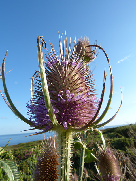 Dipsacus fullonum