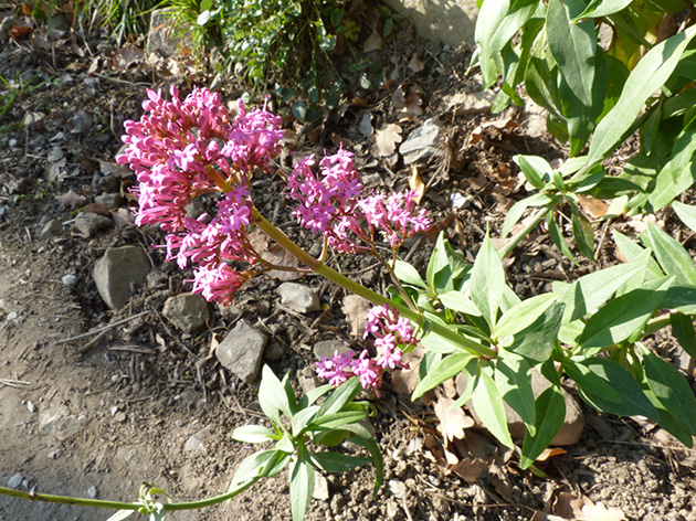 Centranthus ruber gi fiorita!