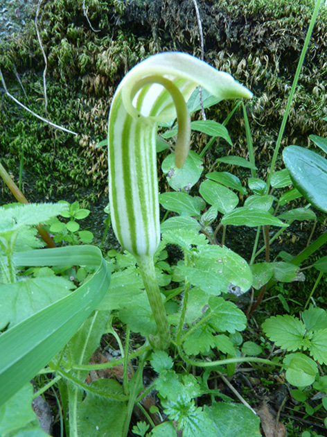 Aristolochia da determinare - no, Arisarum vulgare