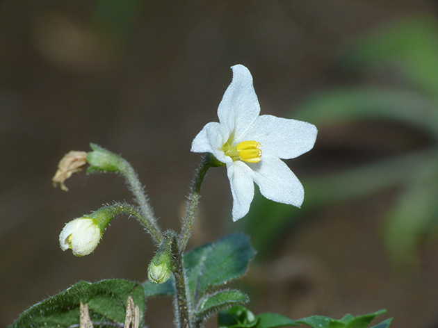 Solanacea da determinare - Solanum sp.