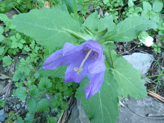 Campanula trachelium