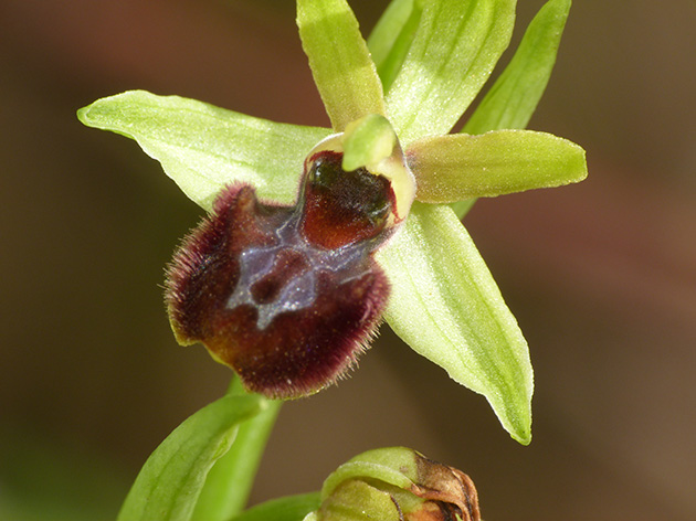 Ophrys sphegodes con impollinatore