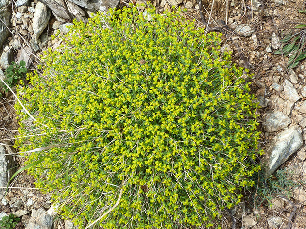 Euphorbia spinosa subsp. ligustica / Euforbia spinosa ligure